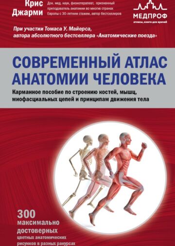 Современный атлас анатомии человека. Карманное пособие по строению костей, мышц, миофасциальных цепей и принципам движения тела