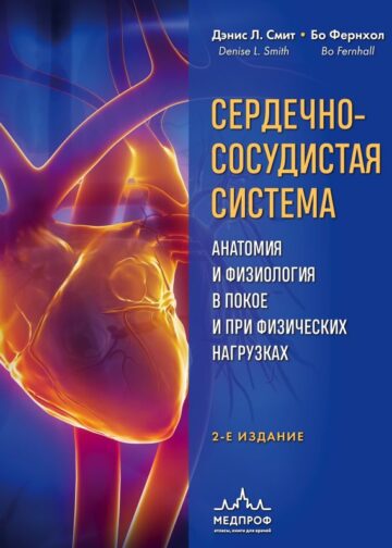 Сердечно-сосудистая система. Анатомия и физиология в покое и при физических нагрузках