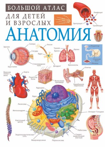 Анатомия