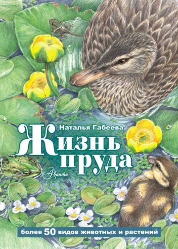 Жизнь пруда