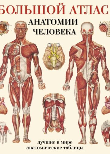 Большой атлас анатомии человека